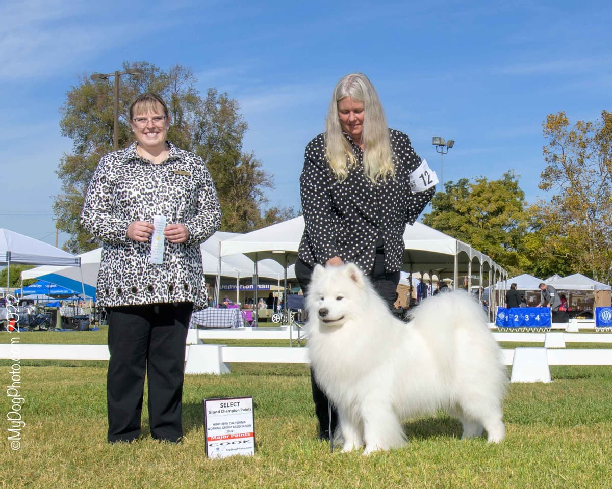 Samoyed Puppies breeder image 2