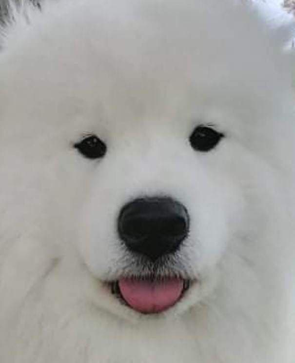 Samoyed Puppies breeder image 3