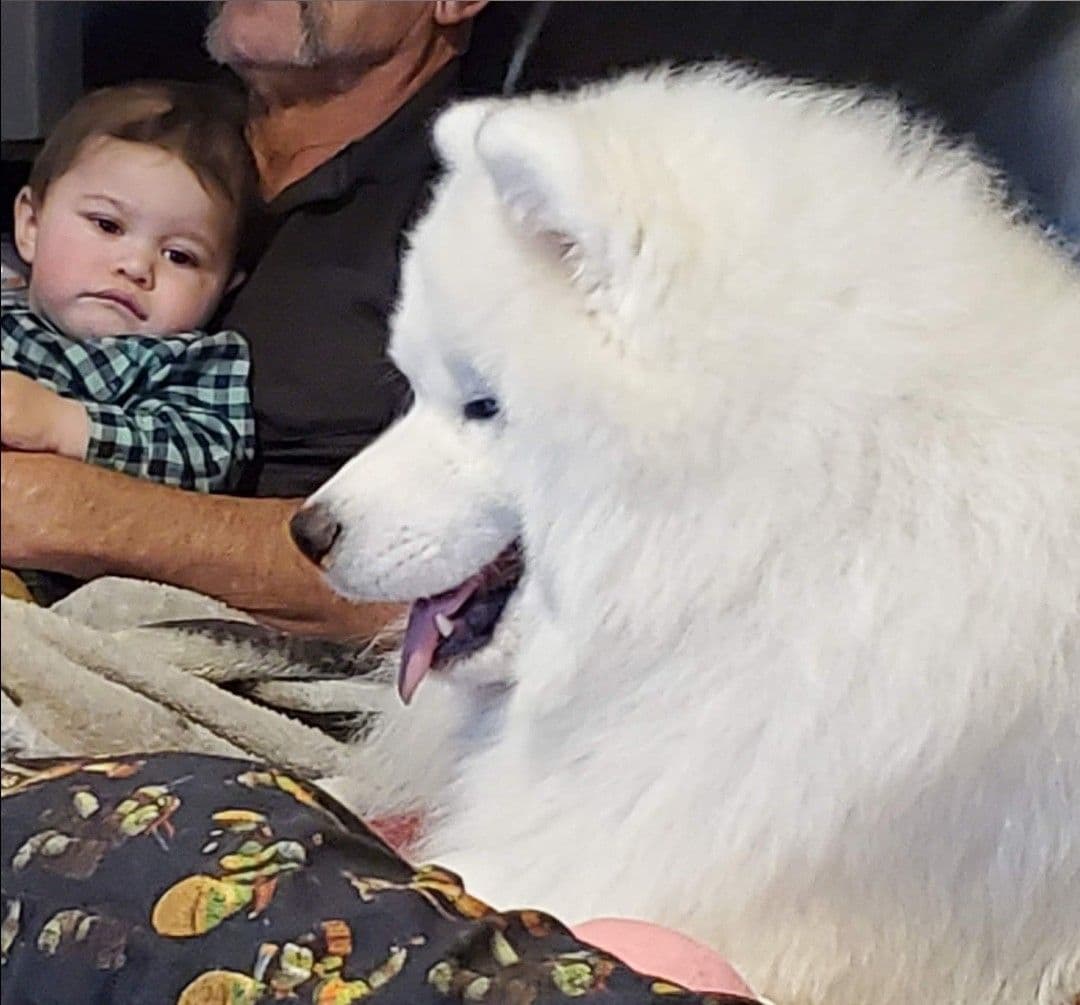 Samoyed Puppies breeder image 4