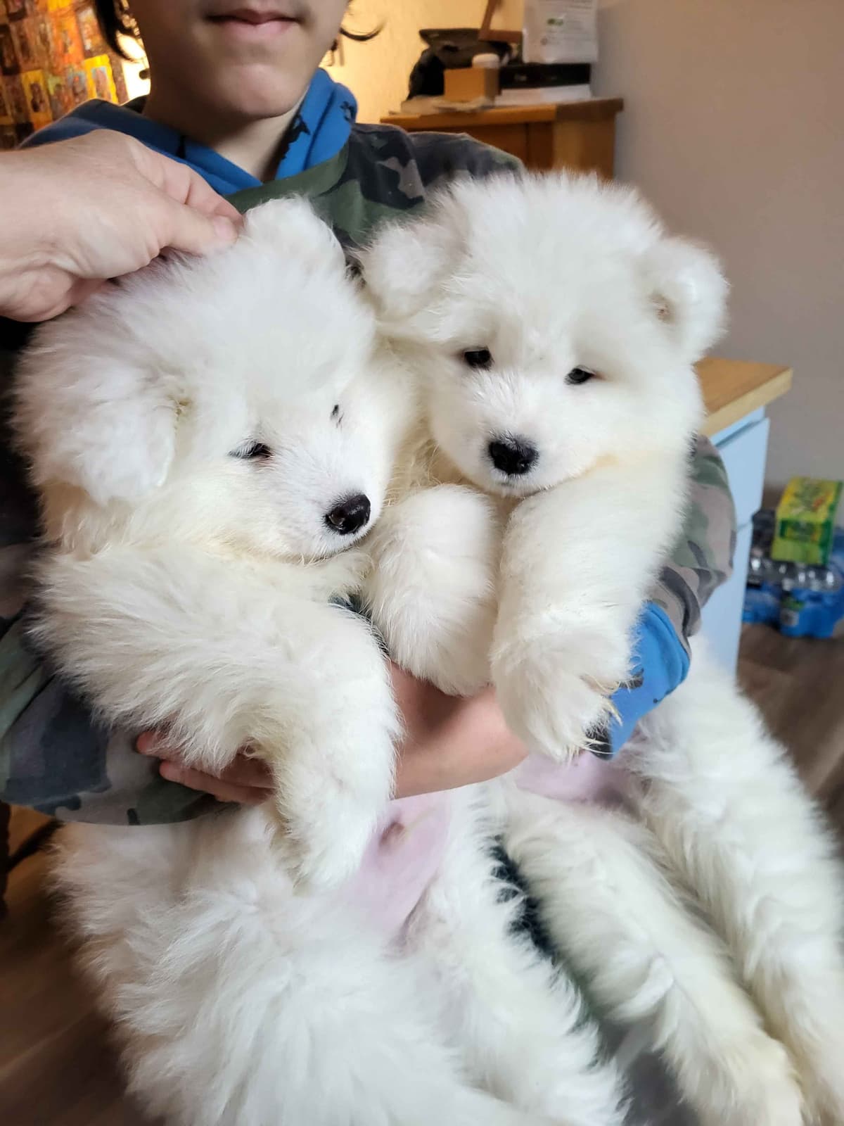 Samoyed Puppies breeder image 5
