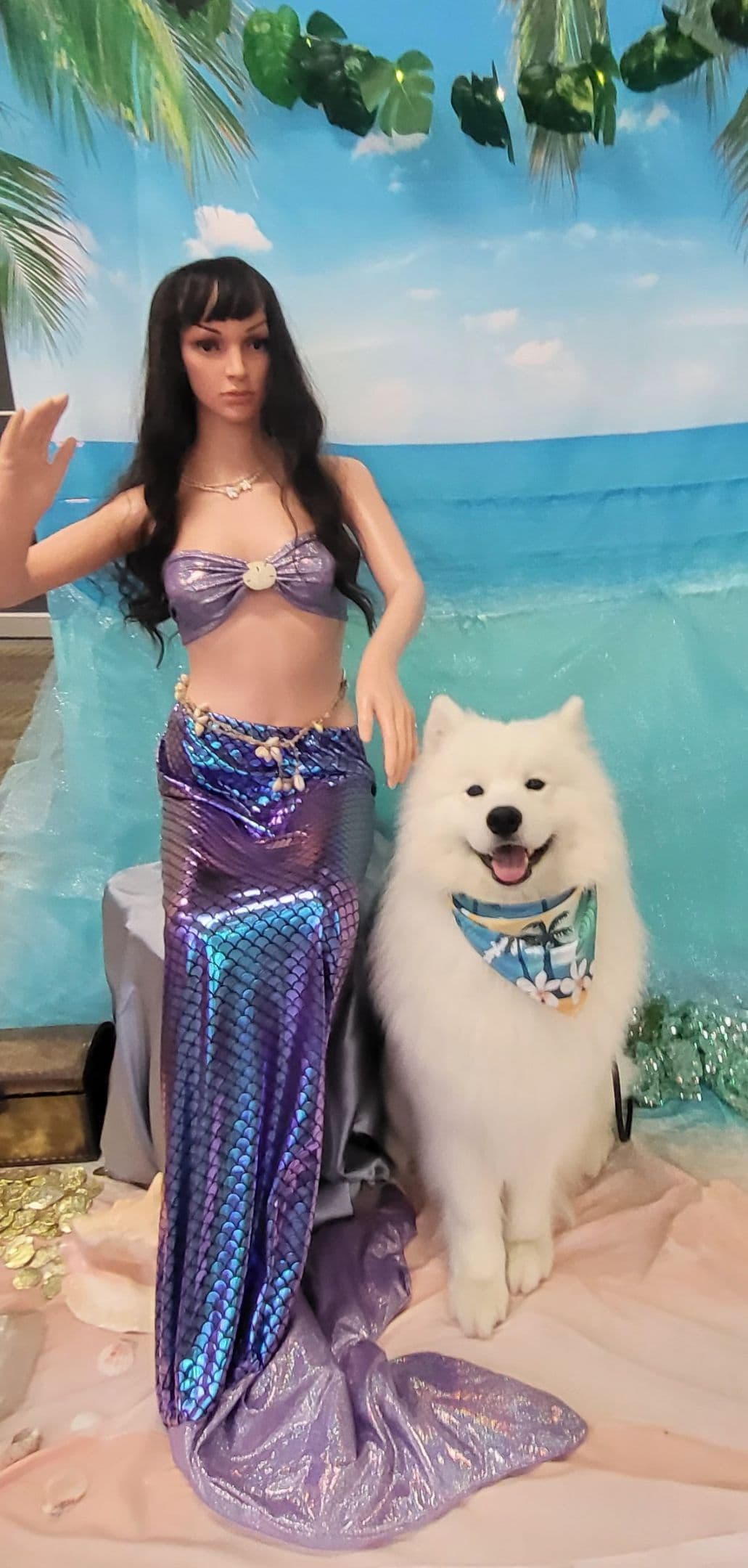 Samoyed Puppies breeder image 6