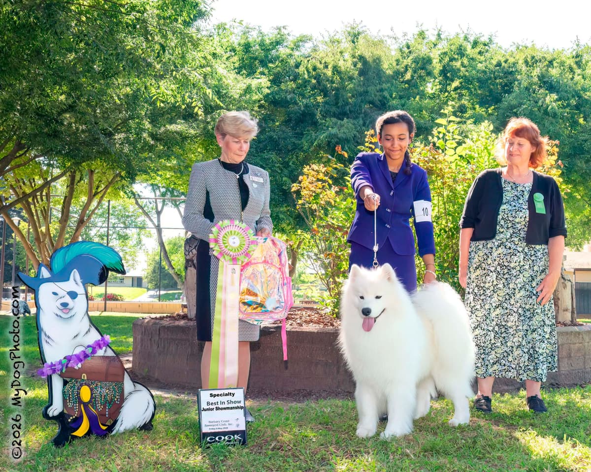Samoyed Puppies breeder image 8