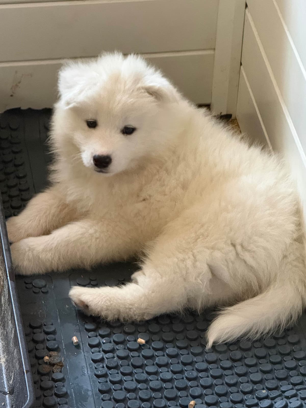 Samoyed Puppies breeder image 9