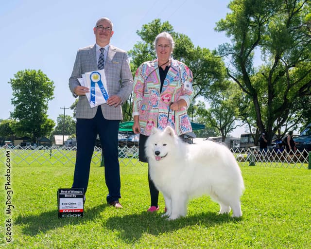 Samoyed Puppies media 3