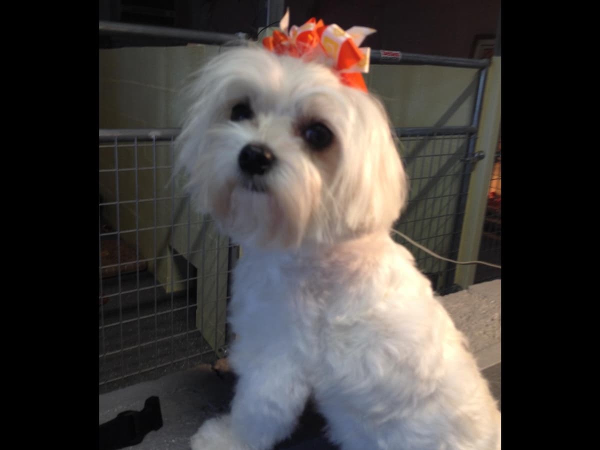 Maltese Puppies breeder image 1