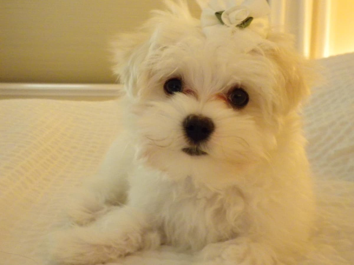 Maltese Puppies breeder image 2