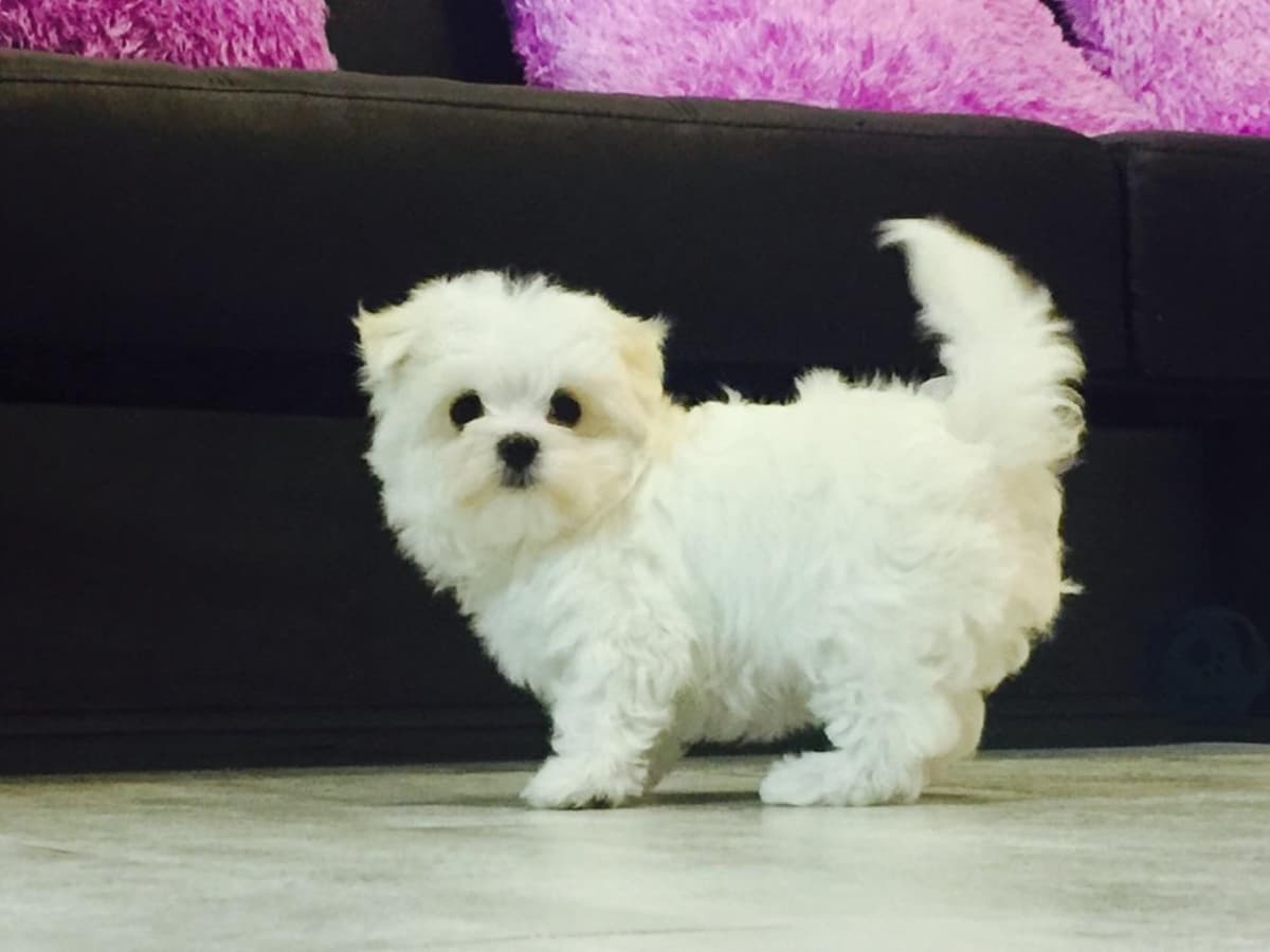 Maltese Puppies breeder image 3
