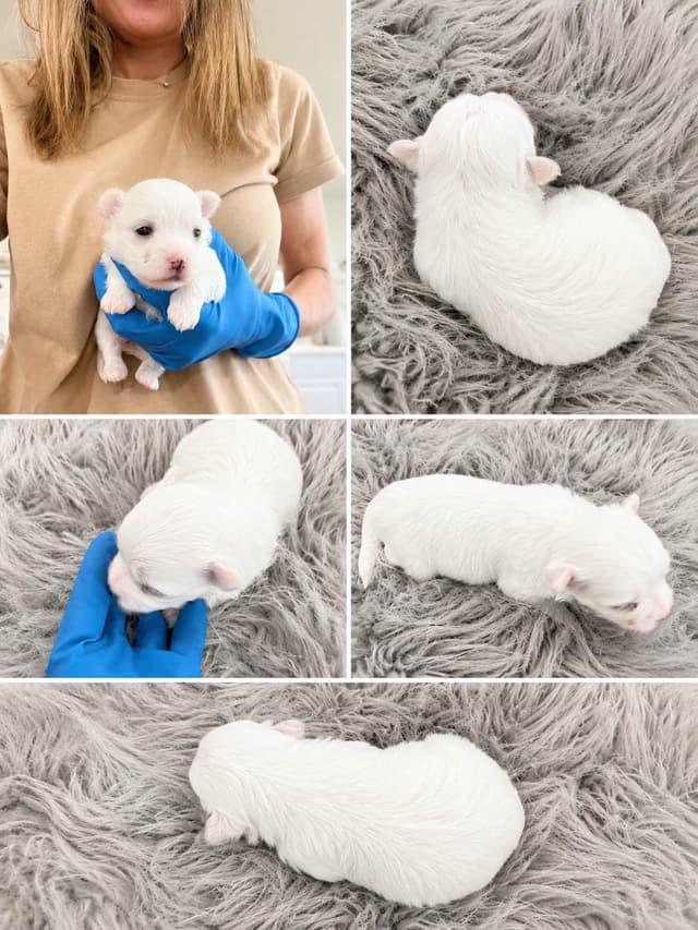 Maltese Puppies media 2