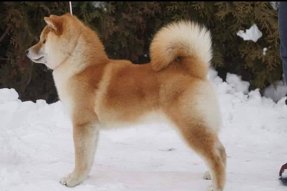 We have older puppies and young adults available breeder image 1