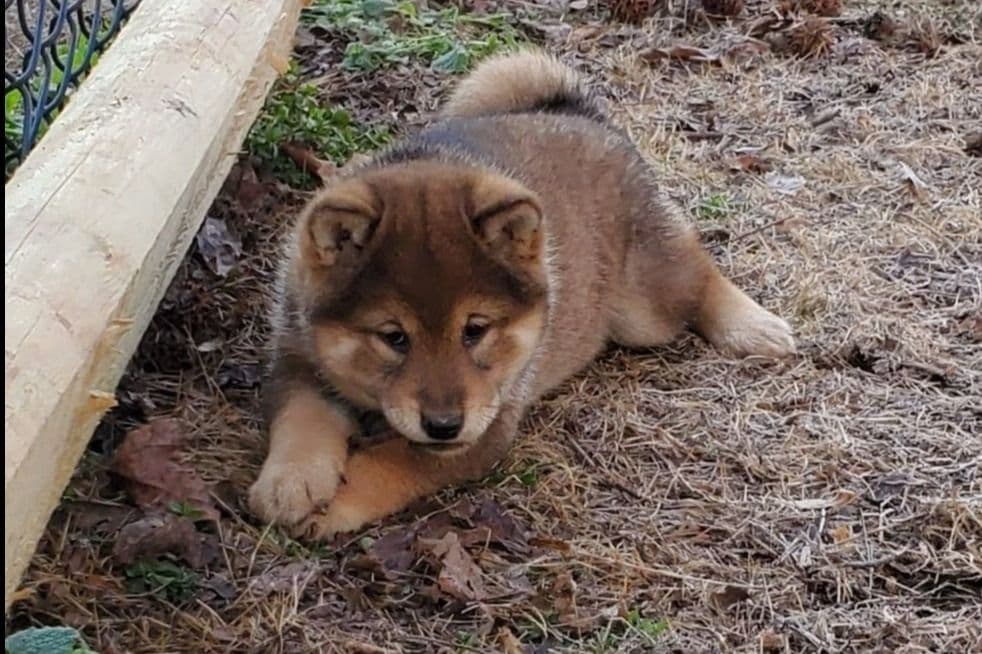 We have older puppies and young adults available breeder image 3