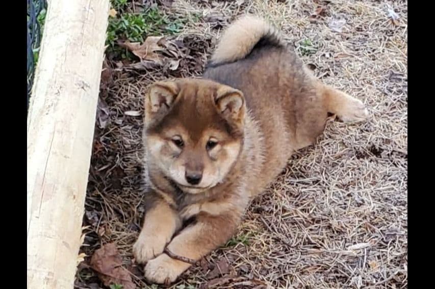 We have older puppies and young adults available breeder image 4