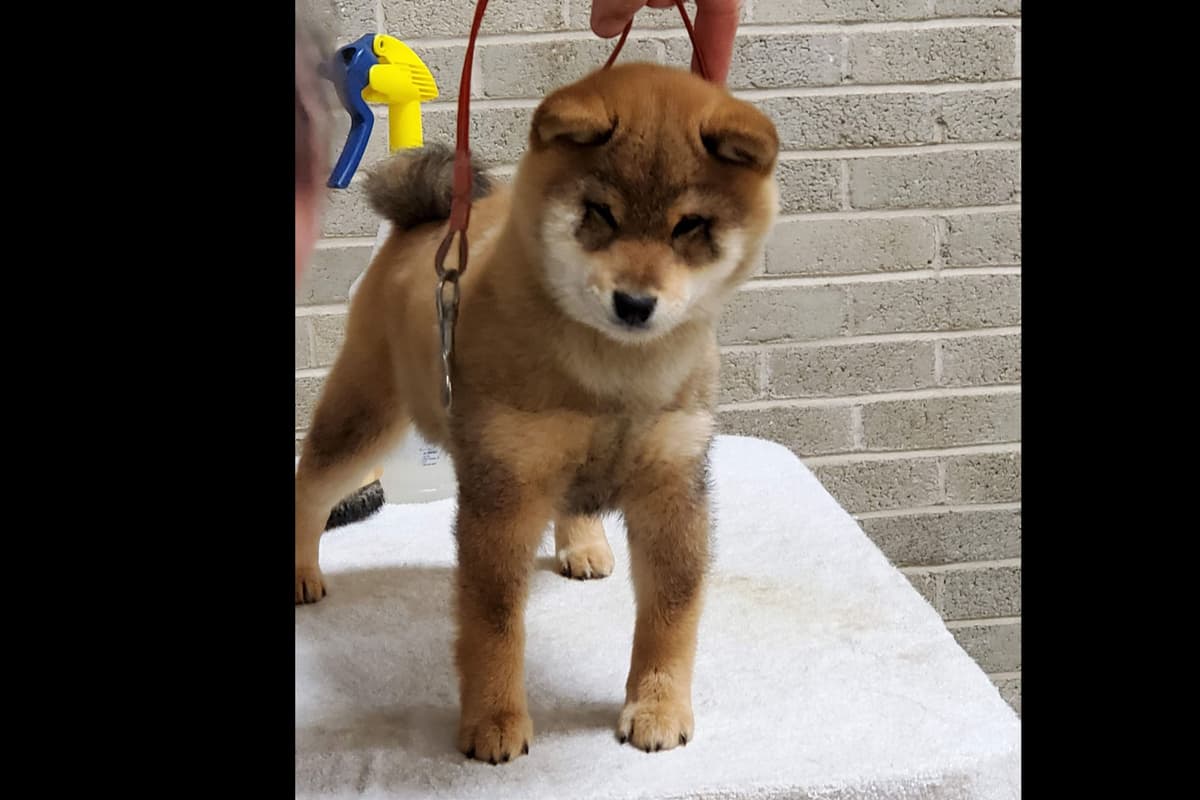 We have older puppies and young adults available breeder image 6