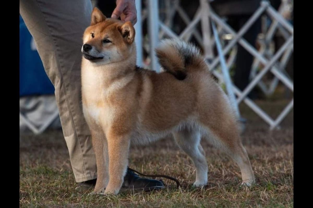 We have older puppies and young adults available breeder image 7