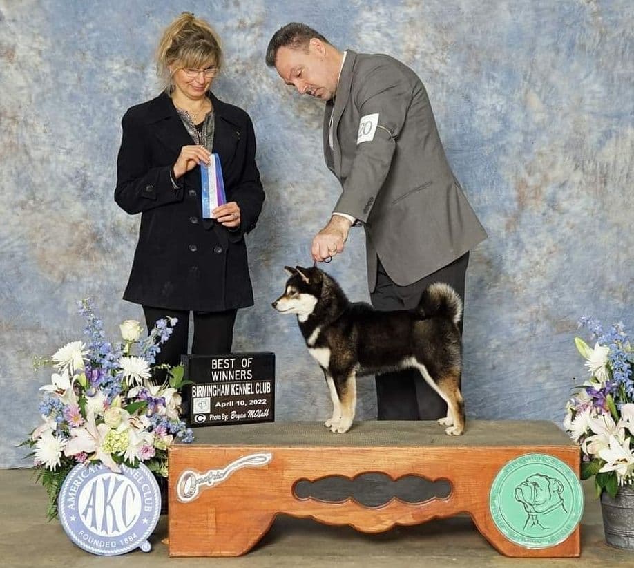 We have older puppies and young adults available breeder image 8