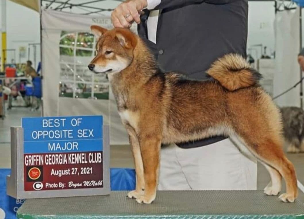 We have older puppies and young adults available breeder image 10