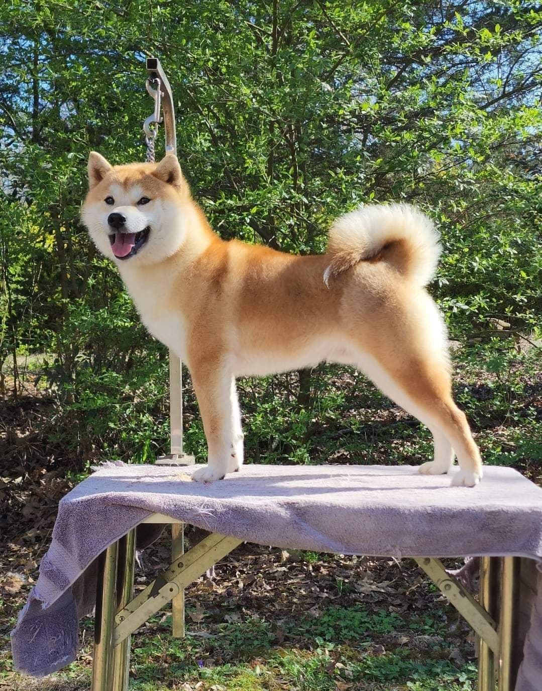 We have older puppies and young adults available breeder image 12