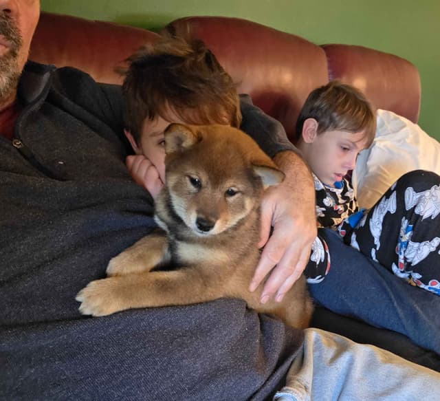 Shiba Inu Puppies media 2