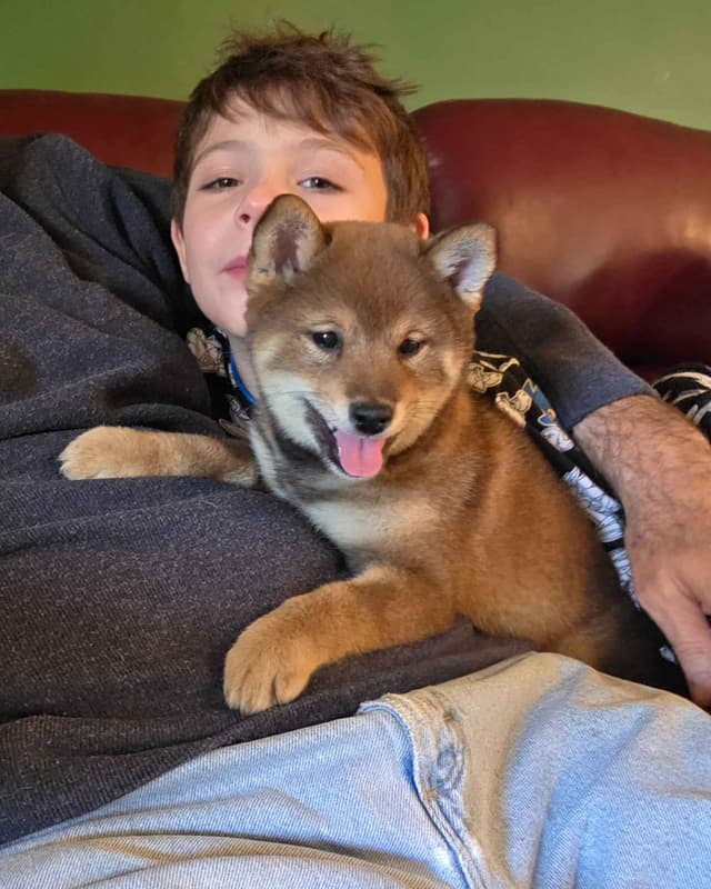 Shiba Inu Puppies media 4