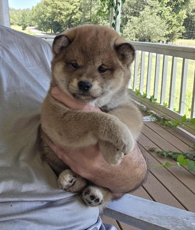 Shiba Inu Puppies media 5