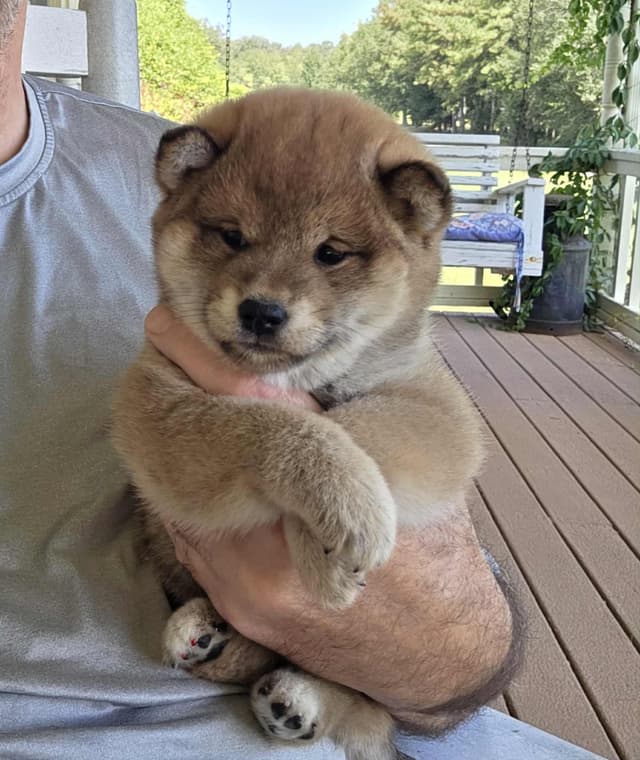 Shiba Inu Puppies media 3