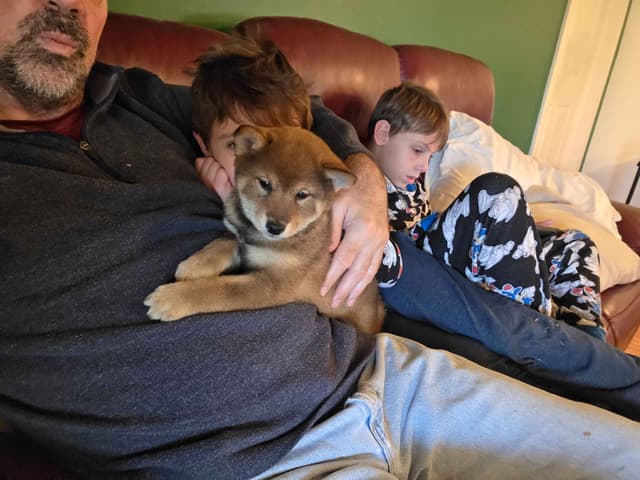 Shiba Inu Puppies media 6