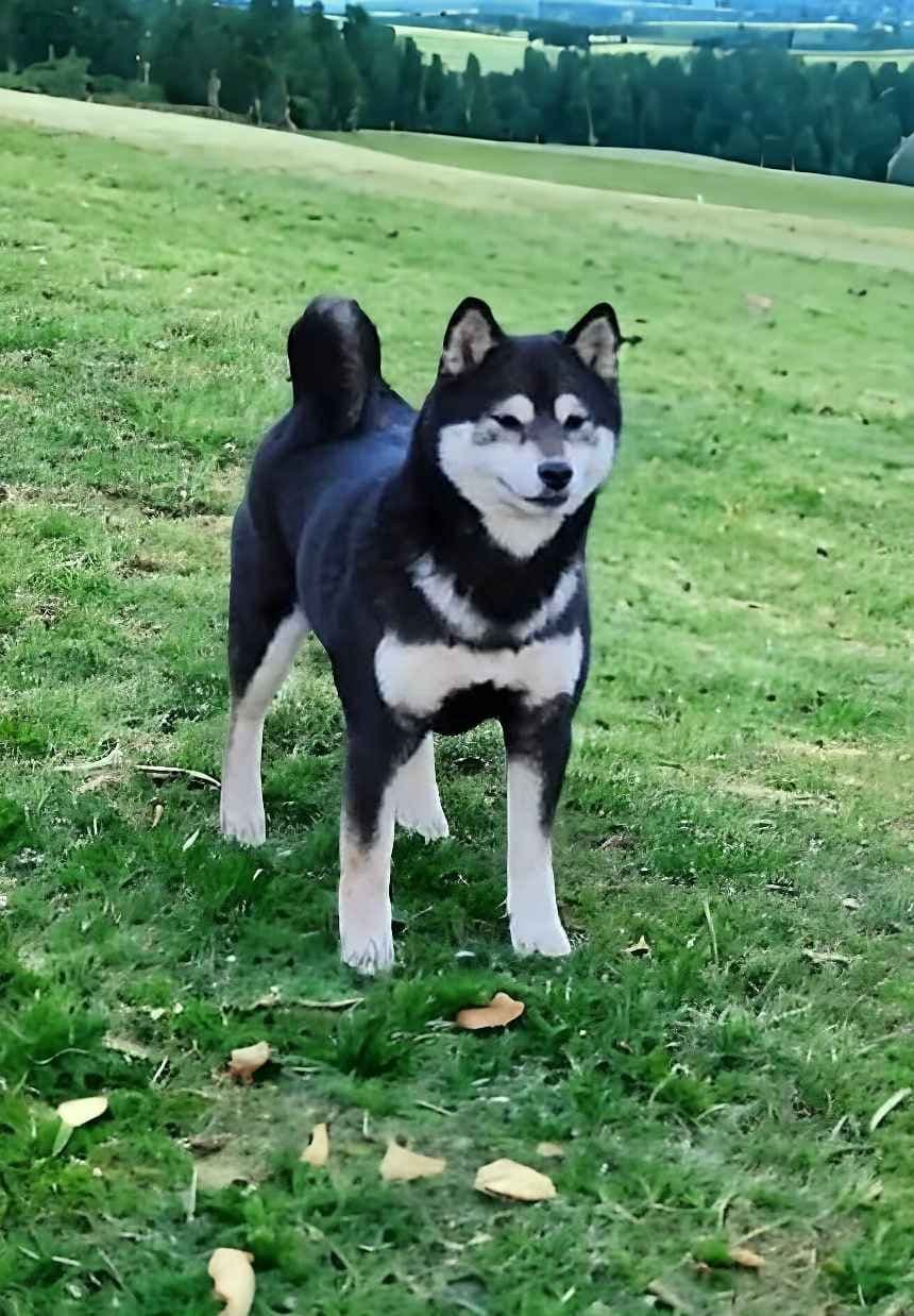 We have older puppies and young adults available breeder image 15