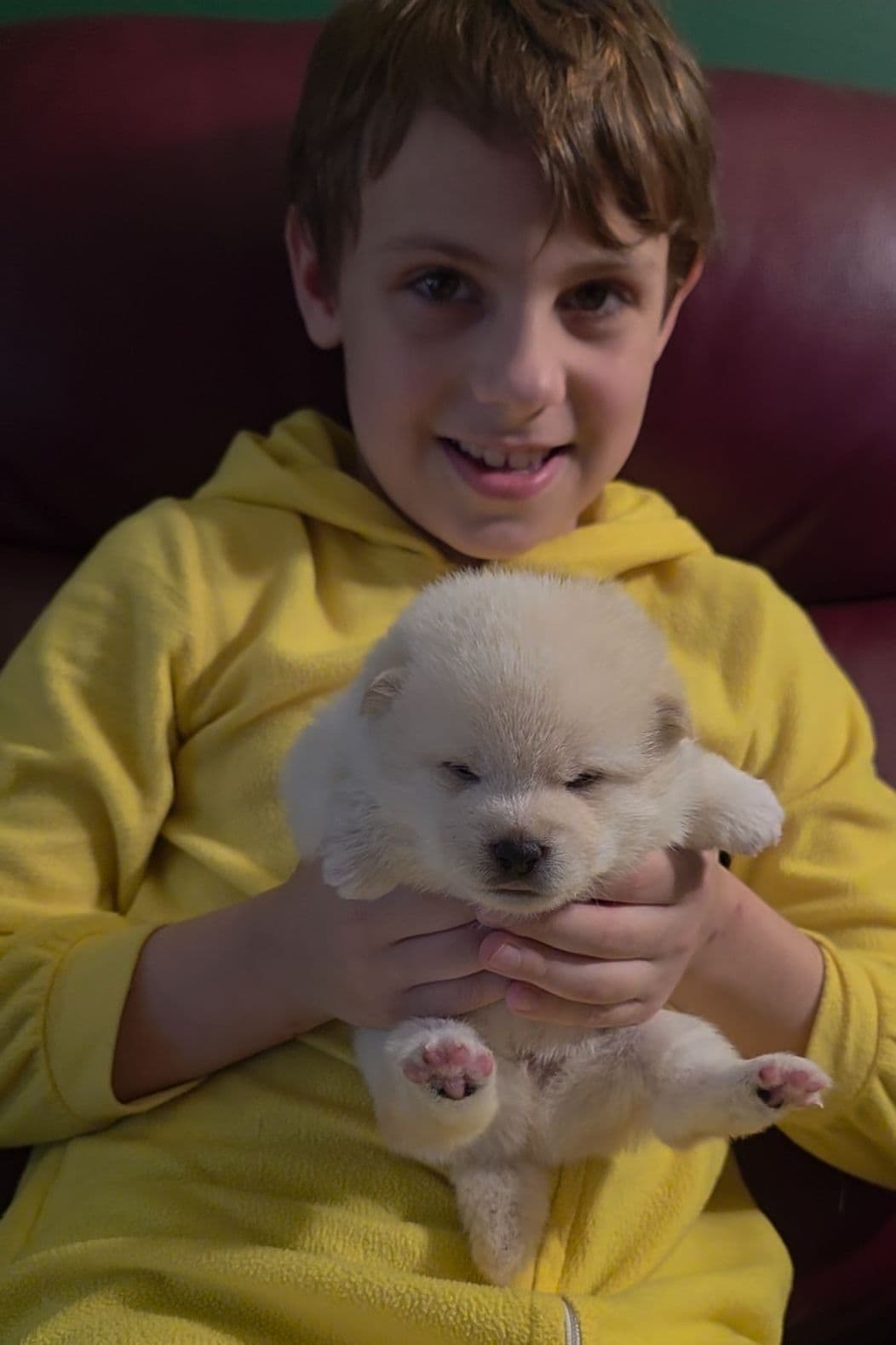 We have older puppies and young adults available breeder image 16