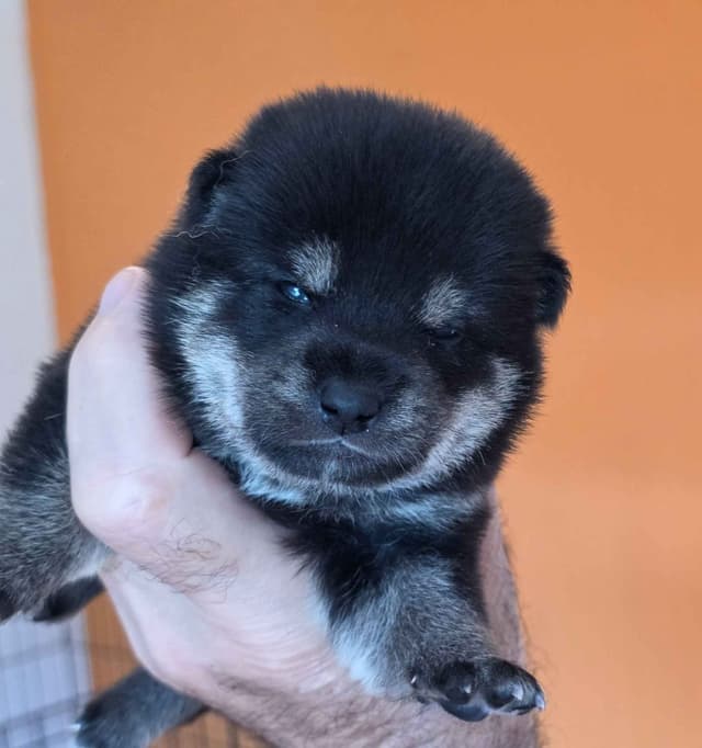 We have older puppies and young adults available media 2