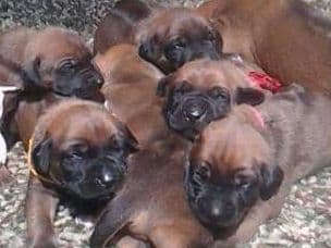 Rhodesian Ridgeback Puppies breeder image 3