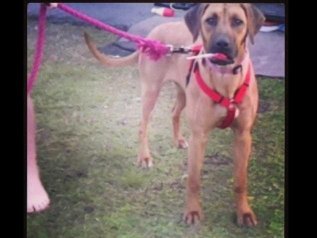 Rhodesian Ridgeback Puppies breeder image 8