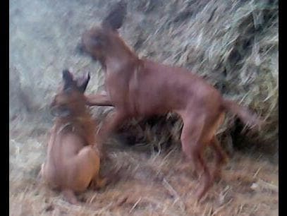 Rhodesian Ridgeback Puppies breeder image 10