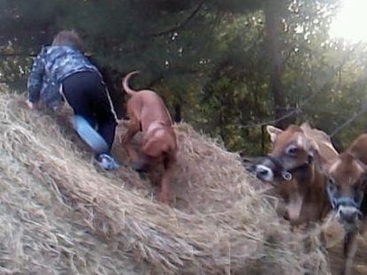 Rhodesian Ridgeback Puppies breeder image 11