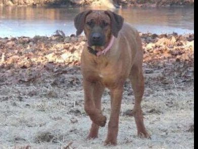Rhodesian Ridgeback Puppies breeder image 13