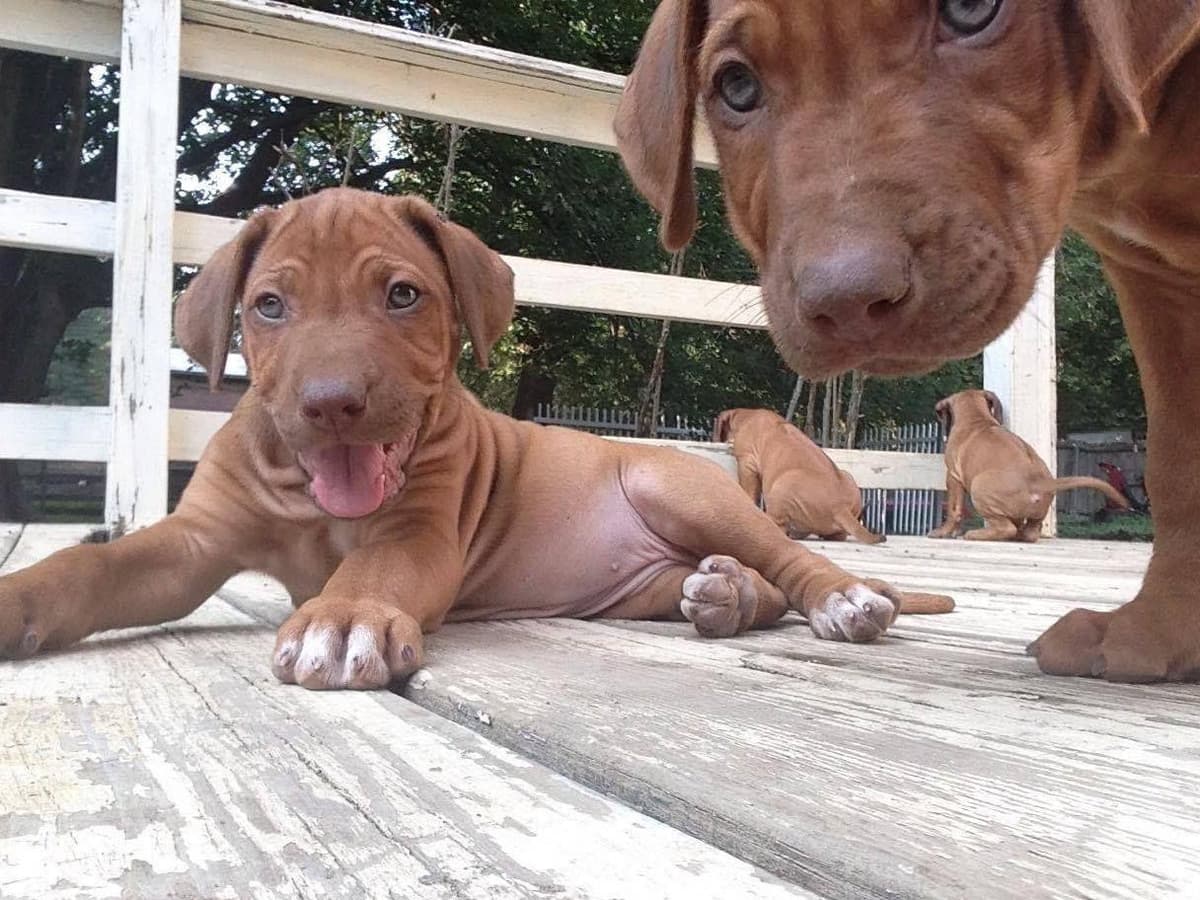 Rhodesian Ridgeback Puppies breeder image 14