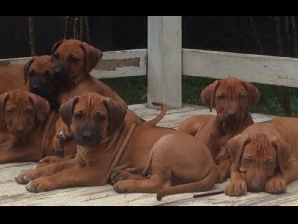 Rhodesian Ridgeback Puppies breeder image 5