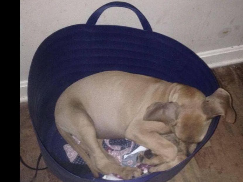 Rhodesian Ridgeback Puppies breeder image 15