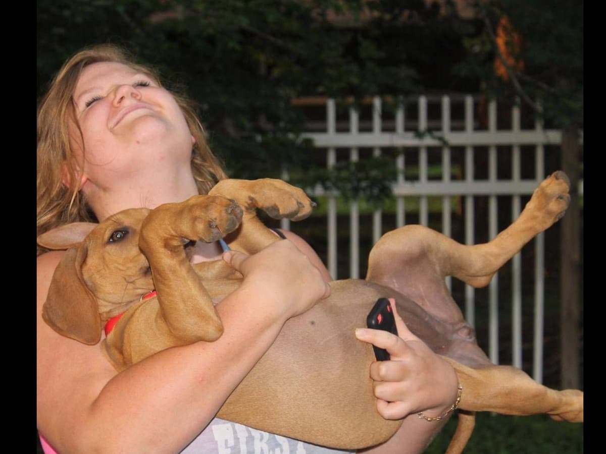 Rhodesian Ridgeback Puppies breeder image 17
