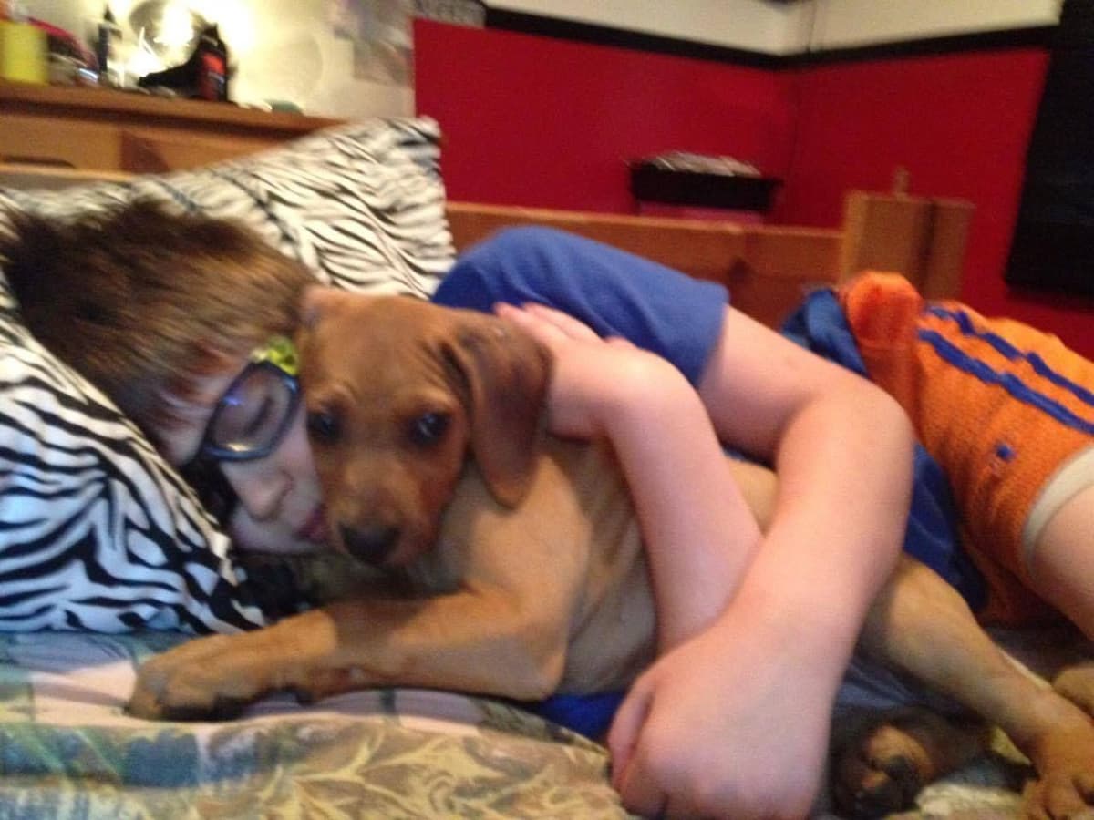 Rhodesian Ridgeback Puppies breeder image 7
