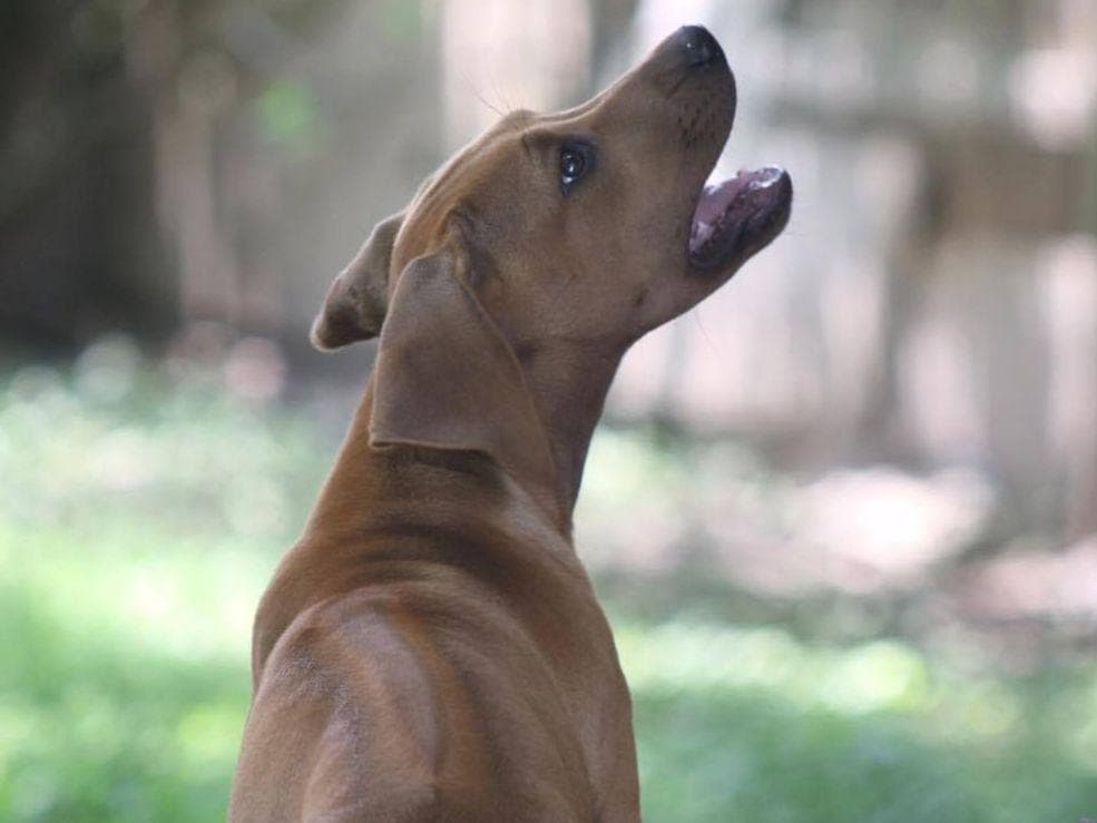Rhodesian Ridgeback Puppies breeder image 20