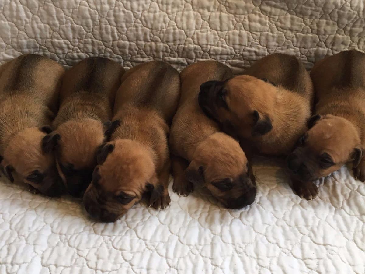 Rhodesian Ridgeback Puppies breeder image 18