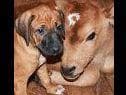 Rhodesian Ridgeback Puppies breeder image 23