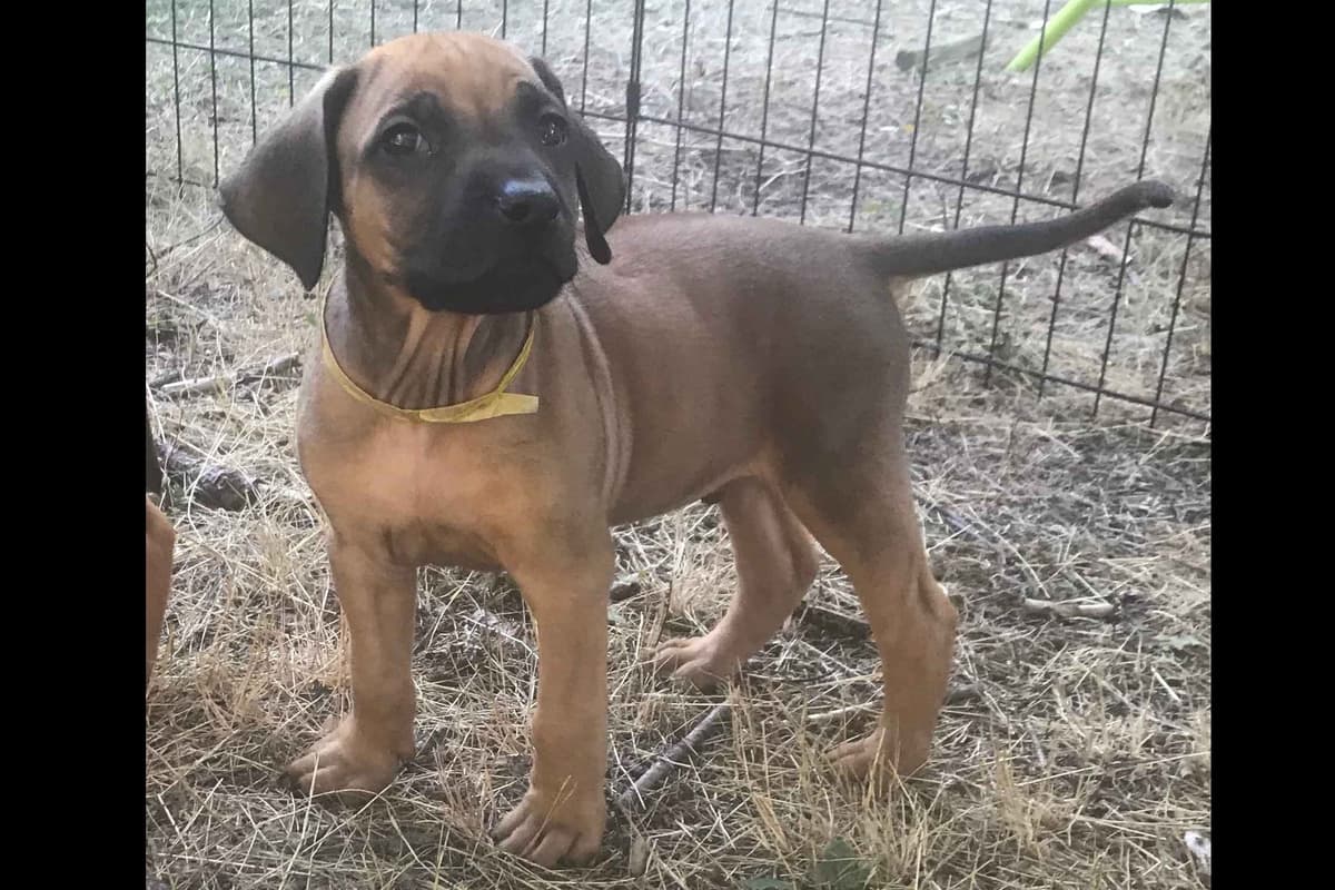Rhodesian Ridgeback Puppies breeder image 2