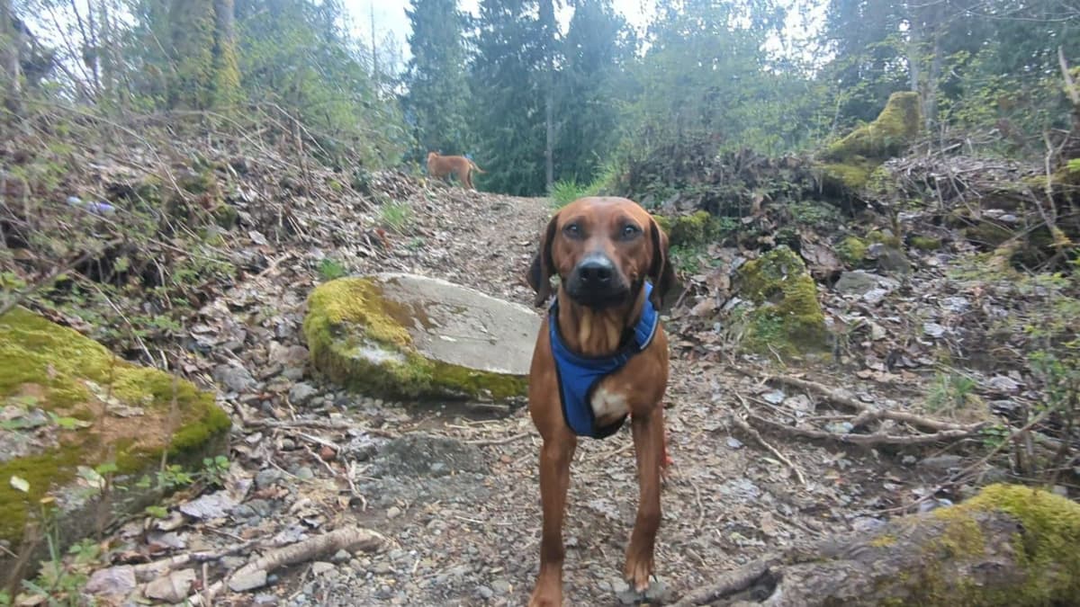 Rhodesian Ridgeback Puppies breeder image 22