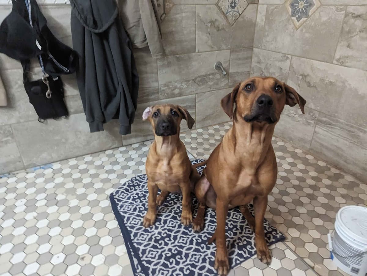 Rhodesian Ridgeback Puppies breeder image 21