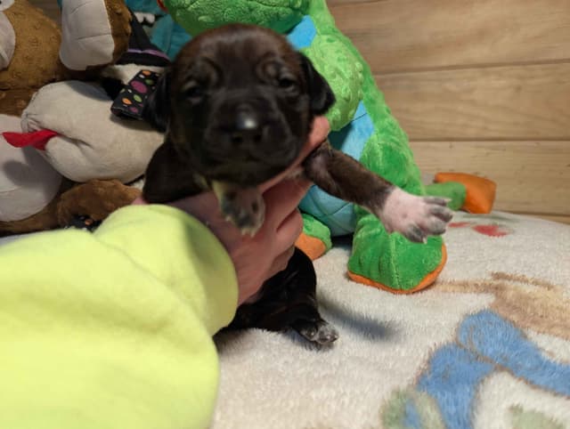 Rhodesian Ridgeback Puppies media 2