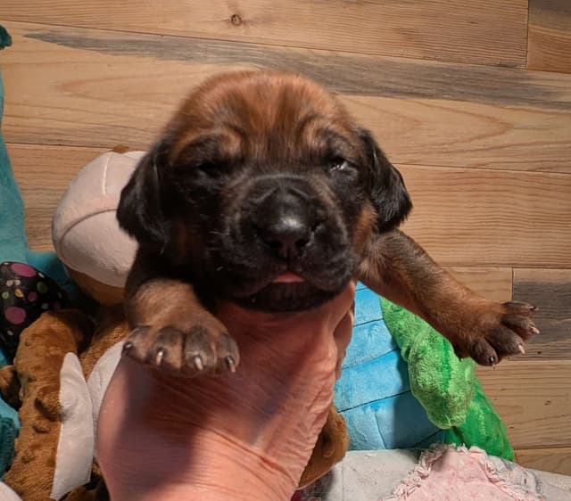Rhodesian Ridgeback Puppies media 5
