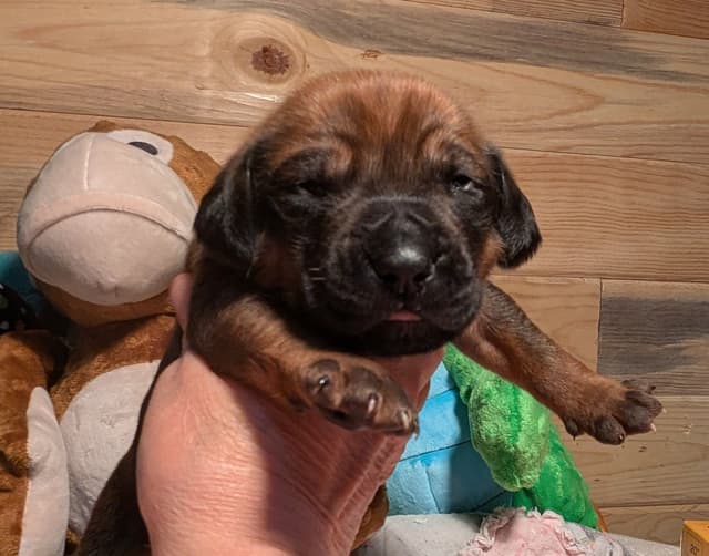 Rhodesian Ridgeback Puppies media 6