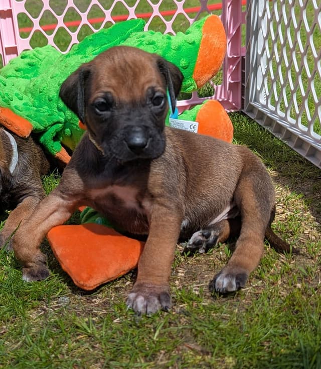 Rhodesian Ridgeback Puppies media 8
