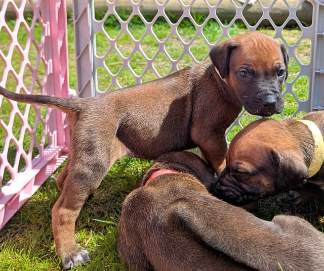 Rhodesian Ridgeback Puppies media 9