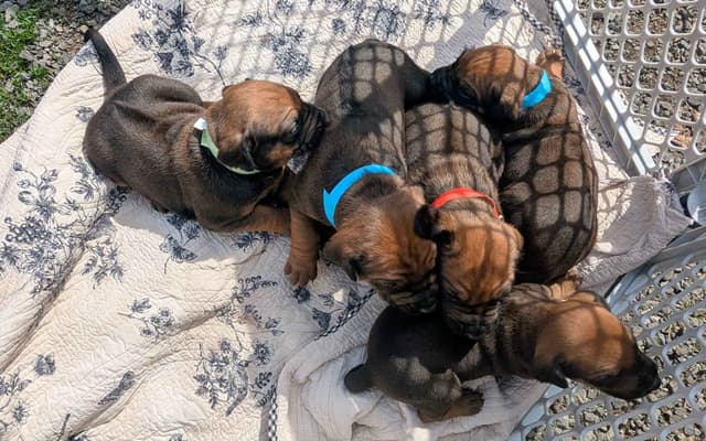 Rhodesian Ridgeback Puppies media 10